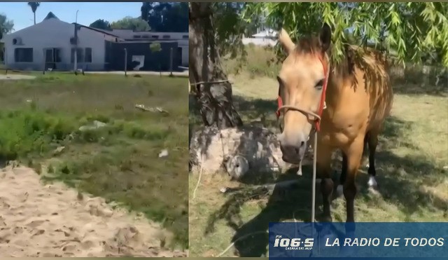 caballo