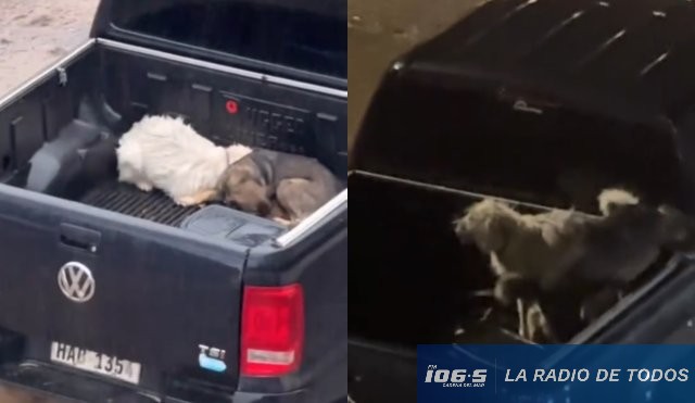 Perros PDE lluvia 