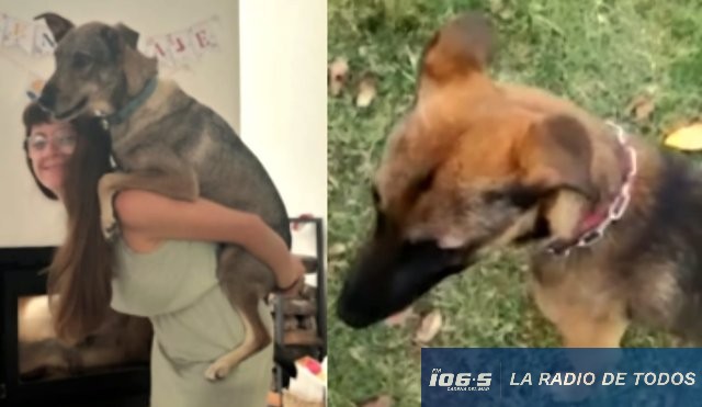 perro fallecido