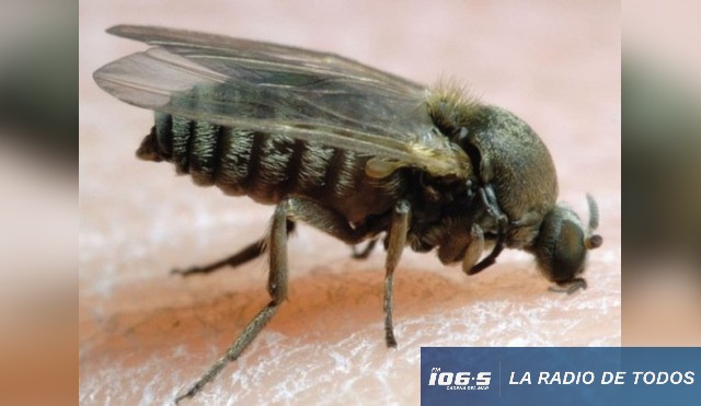MOSCA QUE MUERDE