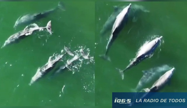 DELFINES