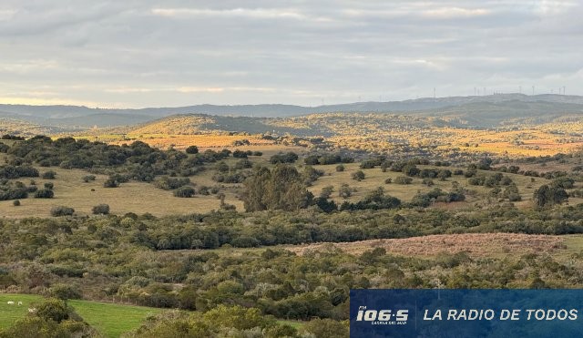 las cañas