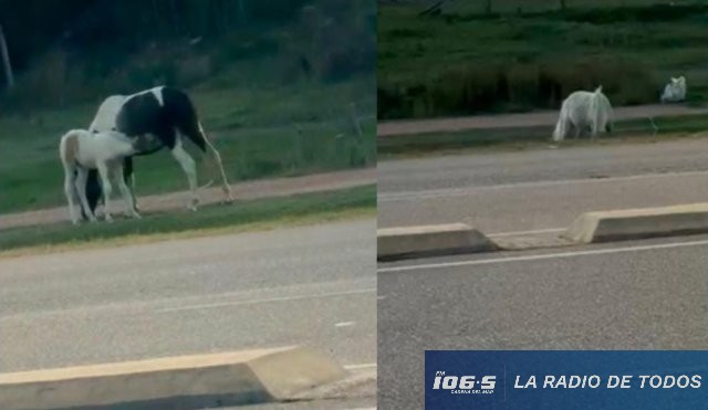 CABALLOS