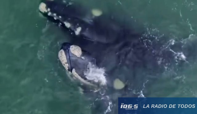 Ballena franca relaciones sexuales machistas 