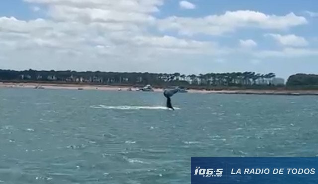 ballena