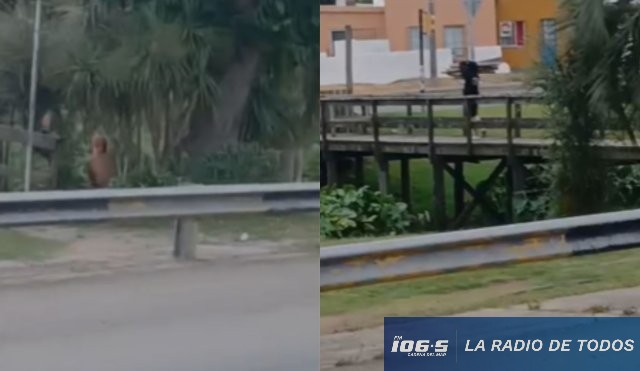 robando tablas