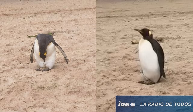 Pingüino José Ignacio 