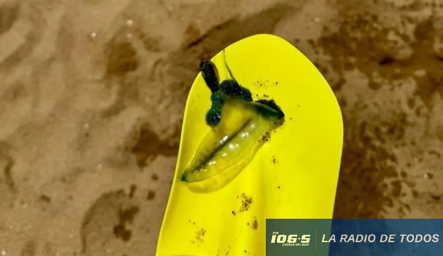 fragata portuguesa
