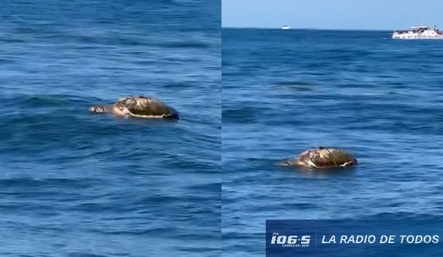 Tortuga Marina PDE 
