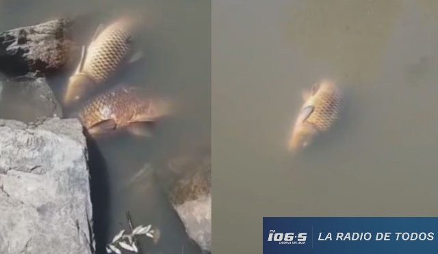 alarma peces