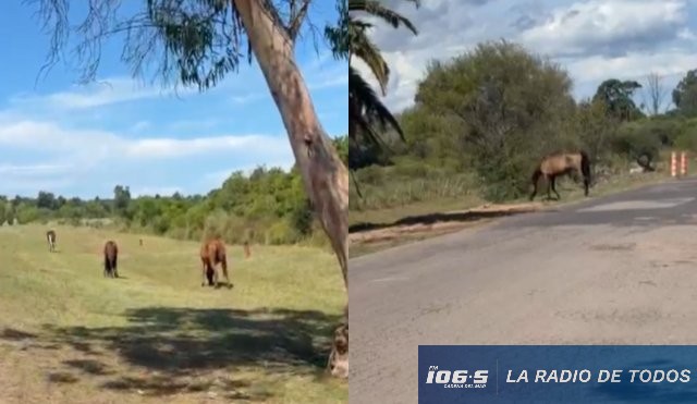 caballos suetos