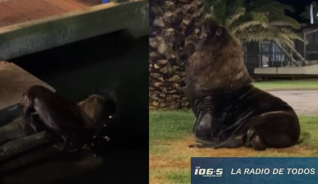 león marino