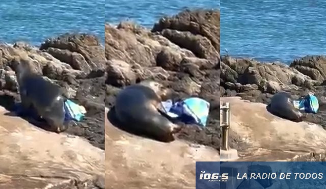 Lobo marino bolsa