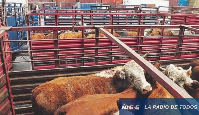 vacas