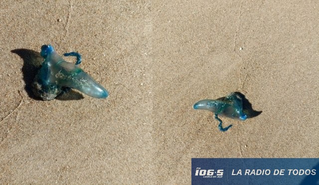 fragata