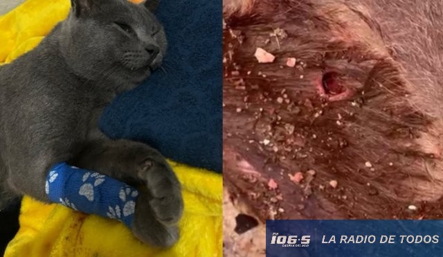 gatito baleado