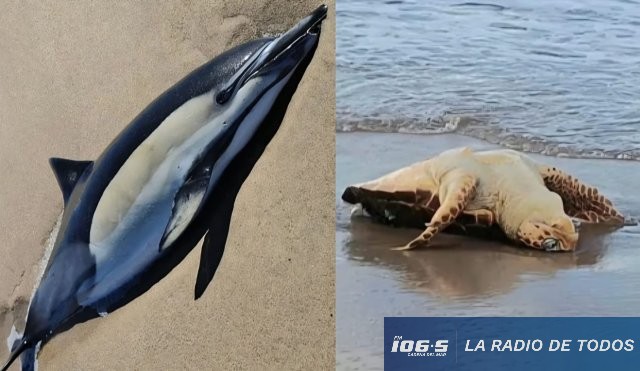 DELFIN