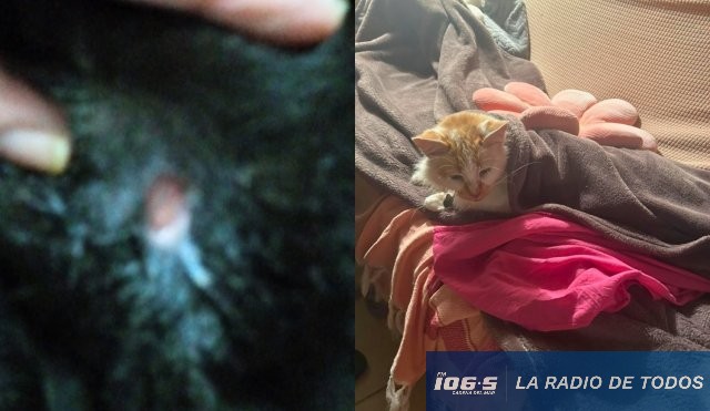 Gato Maldonado 