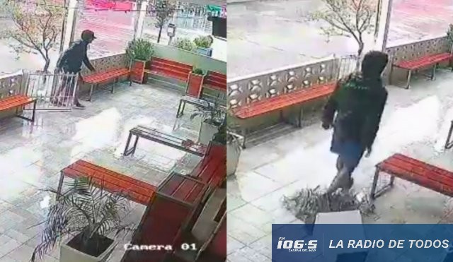 Destrozos en las palmas heladería 