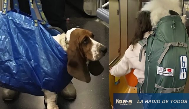 PERROS BOLSA