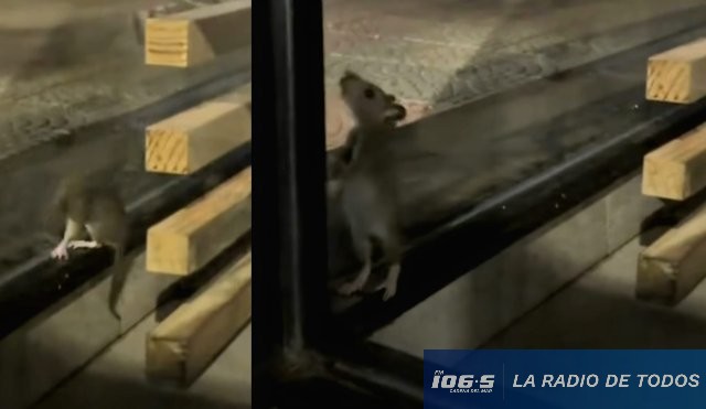 ratón macdonalds