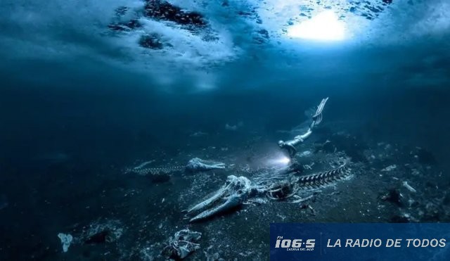 BALLENAS 1