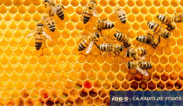 PANALES DE ABEJAS
