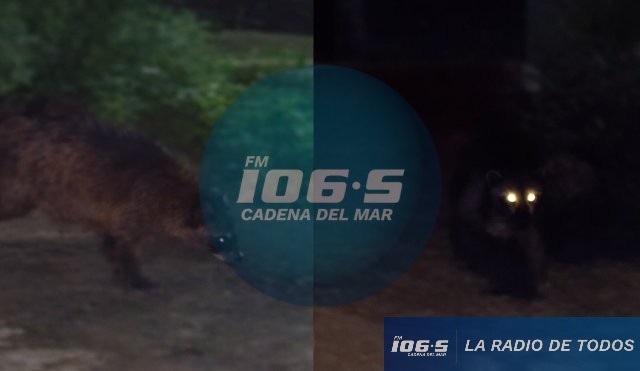 Mapache Rocha
