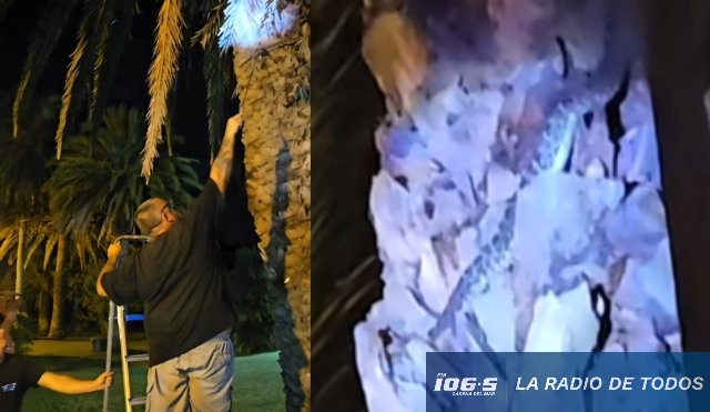 yarará nija