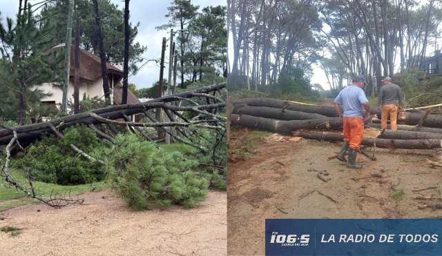 operativo arboles