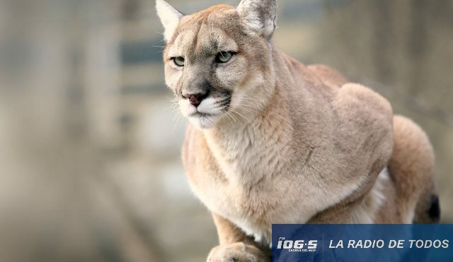 puma