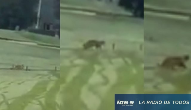 Puma La Tahoana 