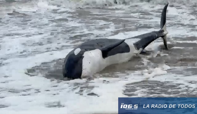 orca varada