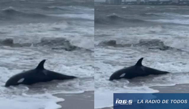 cria de orca