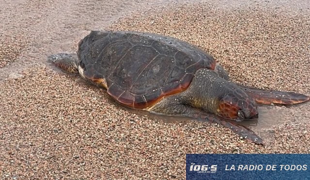 TORTUGA