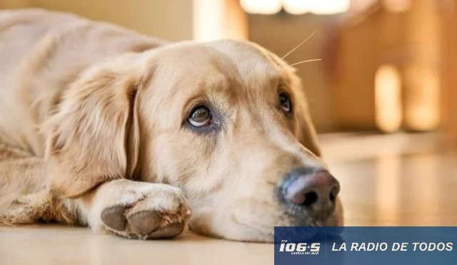 Perros