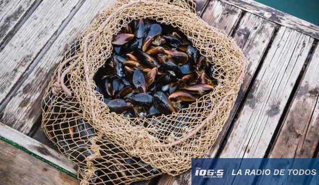 mejillones