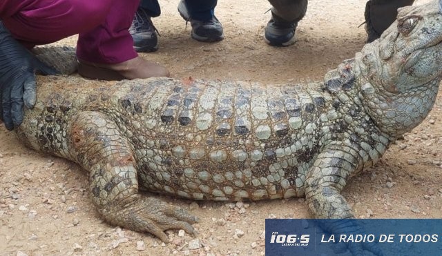 Maldonado: evaluación sanitaria en la ECFA confirma el excelente estado de los animales.