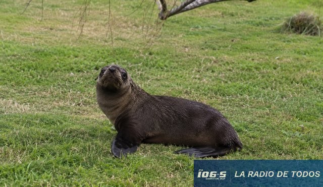 Lobo marino 
