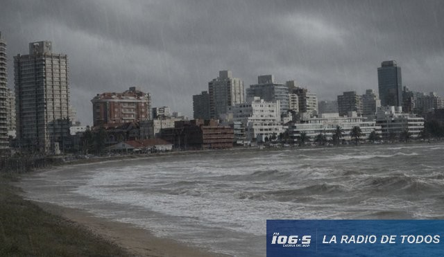  Maldonado: piden reportar animales marinos varados ante nuevo fenómeno climático.