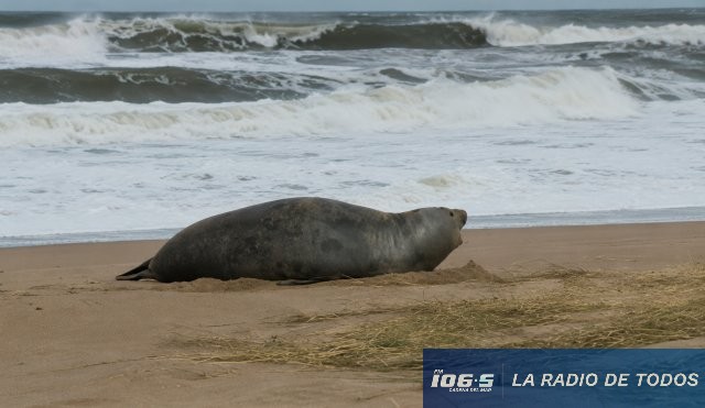 Elefante marino 