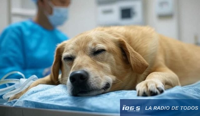Castraciones caninas (Maldonado): este viernes habrá guardia gratuita en el Refugio Municipal.