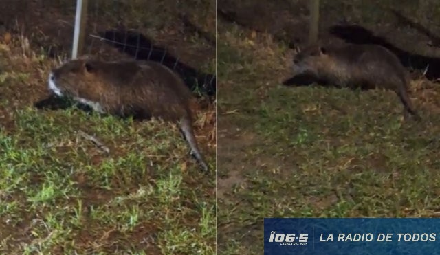 nutria