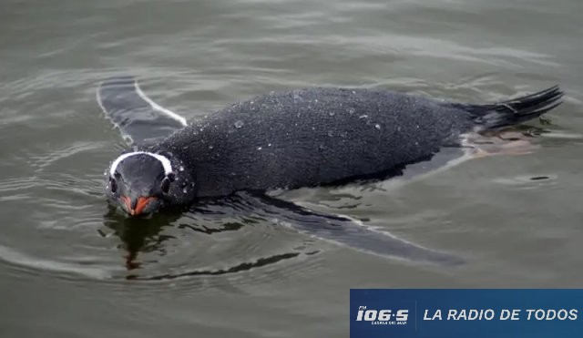 Antártida: identifican una nueva especie de pingüino tras un siglo sin descubrimientos.