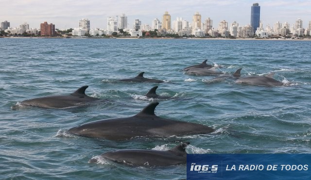 Avistamiento Falsas orcas 