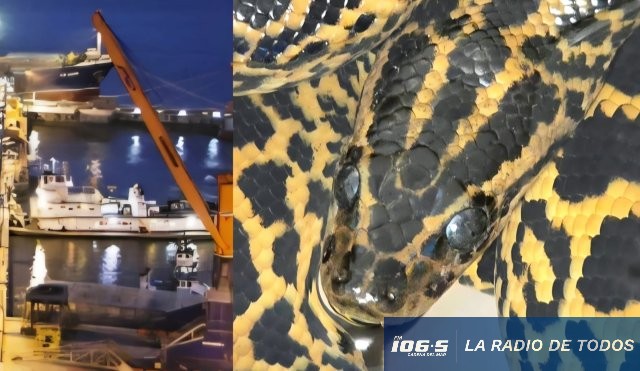 anaconda amarilla