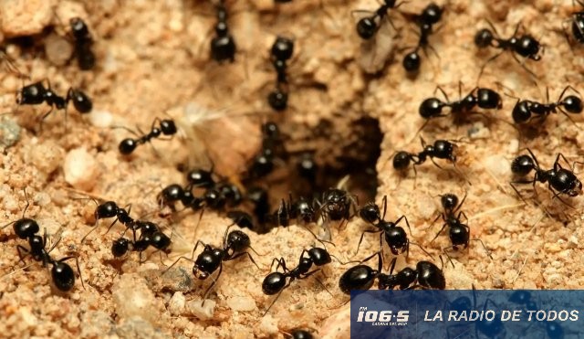Naturaleza: 20 cuatrillones de hormigas alteran el ciclo global del carbono según un reciente estudio.
