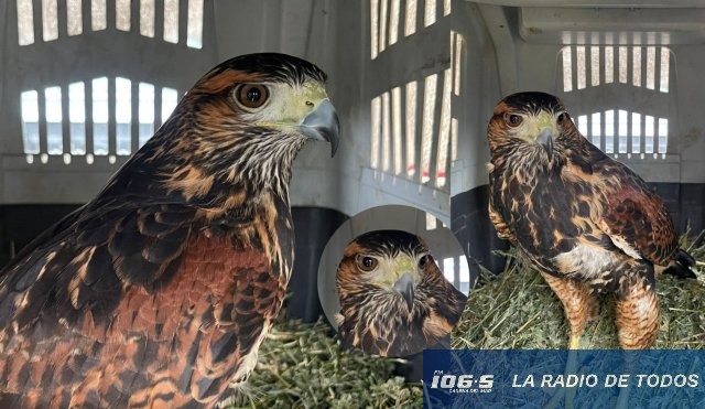Regreso al hábitat: ECFA liberó un ejemplar de gavilán mixto en el departamento de Maldonado.