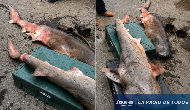tiburones pinta roja