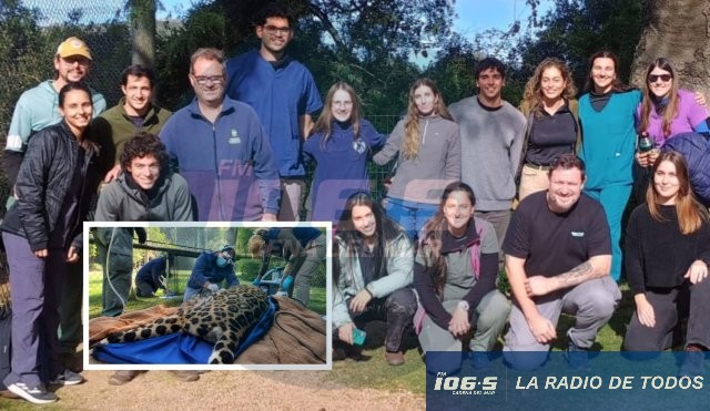 Pan de Azúcar: ECFA coordinó estudios clínicos para evaluar el estado sanitario de la yaguareté Marga.